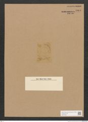 Diatomeae indet. Zeichnungen Sammlung Grunow Nr. 5064 (NHMW-BOT-W0373331)